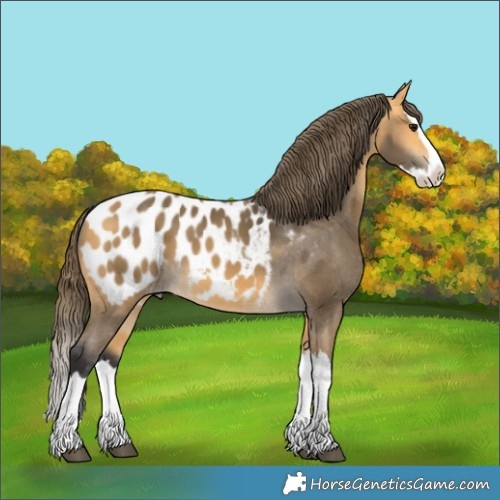 Horse Color:Buckskin Splash Appaloosa 