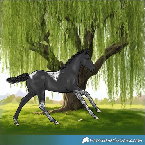 Horse Color:Black Tobiano 