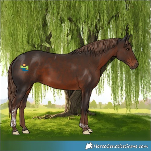 Horse Color:Liver Chestnut Tobiano