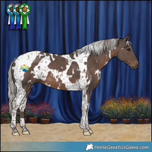 Horse Color:White Spotted Silver Black Tobiano 