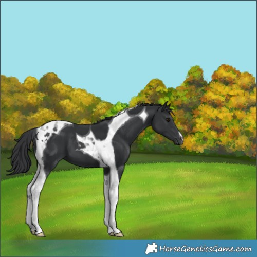 Horse Color:Black Tobiano 
