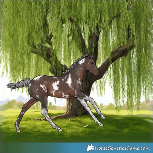 Horse Color:White Spotted Silver Black Tobiano 
