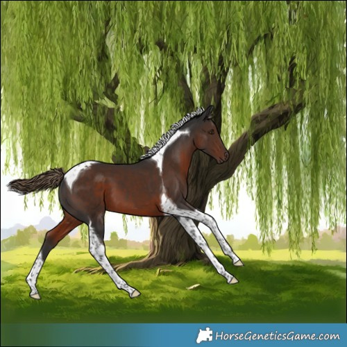 Horse Color:Liver Chestnut Tobiano 