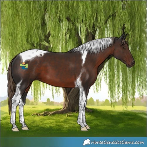 Horse Color:Liver Chestnut Tobiano 
