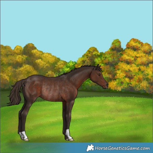 Horse Color:Liver Chestnut Rabicano 