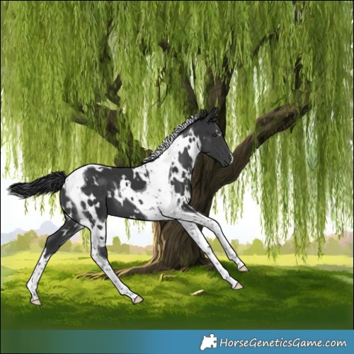 Horse Color:White Spotted Black Tobiano 