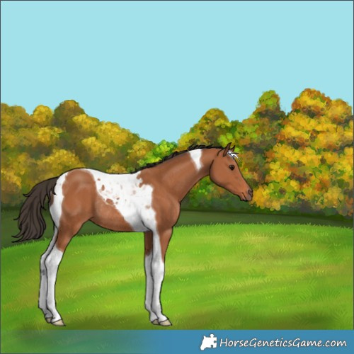 Horse Color:Bay Tobiano Rabicano 