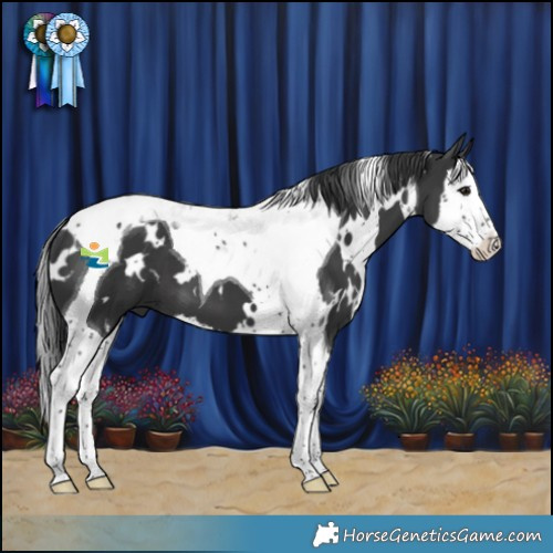 Horse Color:White Spotted Black Splash Tobiano 
