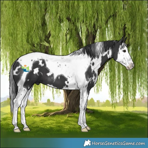 Horse Color:White Spotted Black Splash Tobiano 