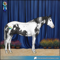 Horse Color:White Spotted Black Splash Tobiano