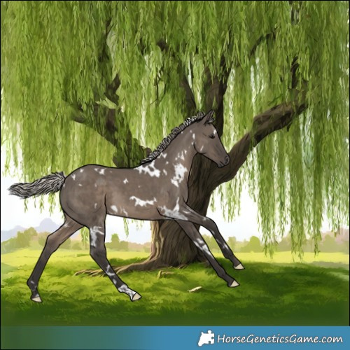Horse Color:Gray White Spotted Silver Grullo 