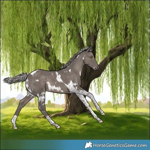 Horse Color:White Spotted Silver Black Tobiano 