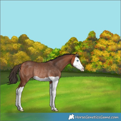 Horse Color:Bay Splash Rabicano 