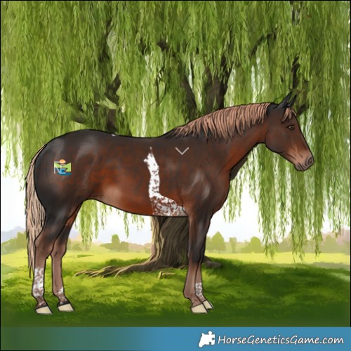 Horse Color:Liver Chestnut Tobiano 