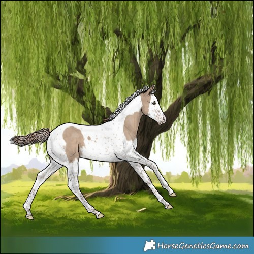 Horse Color:Liver Red Dun Splash Tobiano 