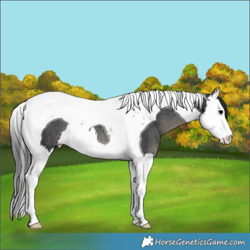 Horse Color:Black Splash Tobiano Rabicano 
