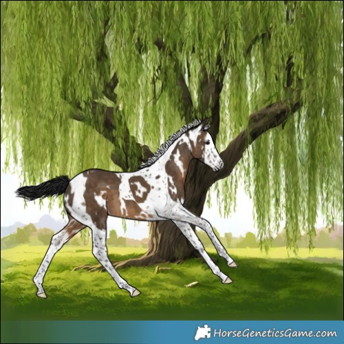 Horse Color:Gray White Spotted Brown Dun Splash Tobiano 