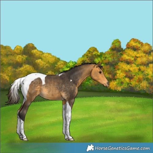 Horse Color:Buckskin Tobiano Rabicano 