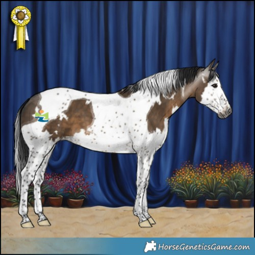 Horse Color:Gray White Spotted Brown Dun Splash Tobiano
