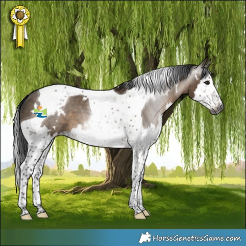 Horse Color:Gray White Spotted Brown Dun Splash Tobiano 