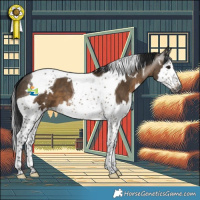 Horse Color:Gray White Spotted Brown Dun Splash Tobiano