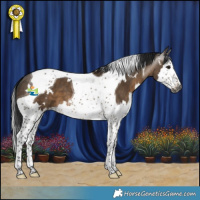 Horse Color:Gray White Spotted Brown Dun Splash Tobiano 