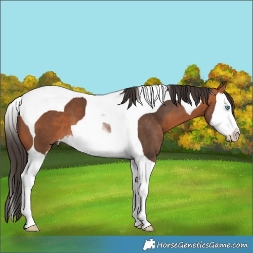 Horse Color:Bay Splash Tobiano 