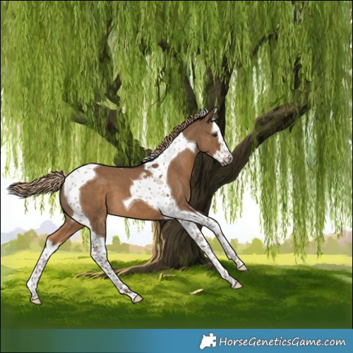 Horse Color:Gray Liver Red Dun Splash Tobiano 