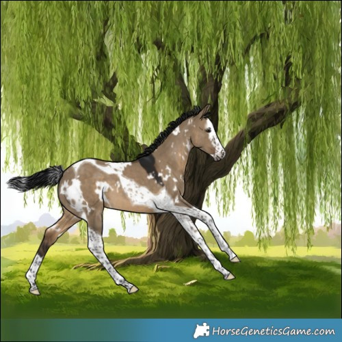 Horse Color:Gray White Spotted Brown Dun Splash Tobiano 