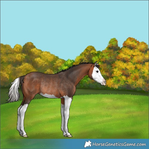 Horse Color:Bay Splash Rabicano 