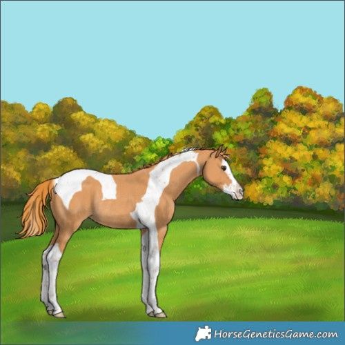 Horse Color:Chestnut Splash Tobiano Rabicano 