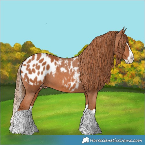 Horse Color:Chestnut Splash Appaloosa 