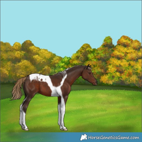 Horse Color:Liver Chestnut Tobiano 
