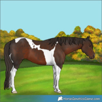 Horse Color:Liver Chestnut Tobiano