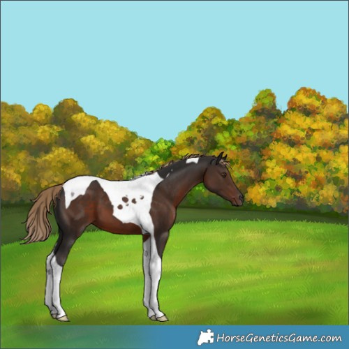 Horse Color:Liver Chestnut Tobiano