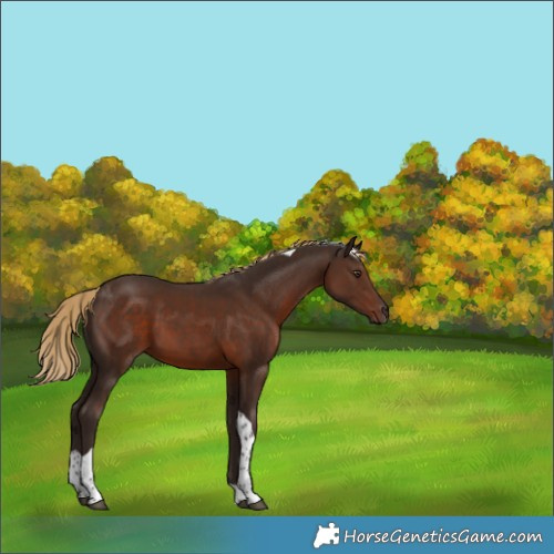 Horse Color:Liver Chestnut Tobiano