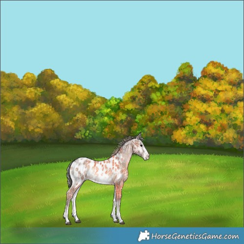 Horse Color:Silver Blue Onyx Ice Sabino Tobiano Appaloosa Rabicano 