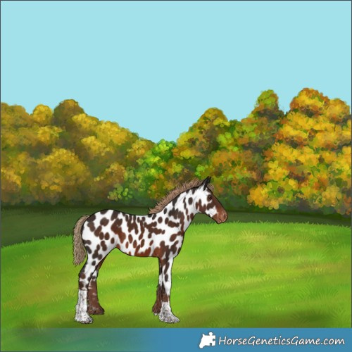 Horse Color:Liver Chestnut Tobiano Appaloosa 