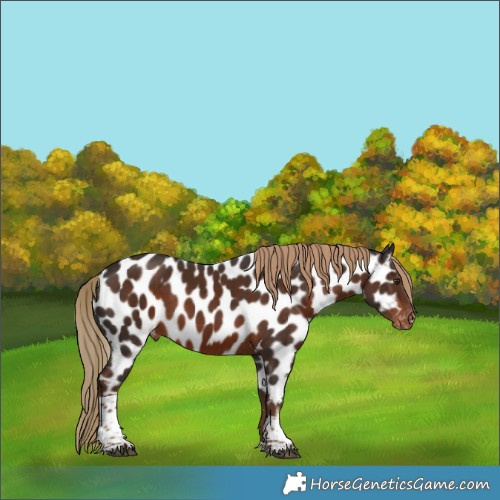 Horse Color:Liver Chestnut Tobiano Appaloosa 