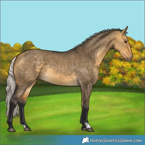 Horse Color:Silver Buckskin Dun