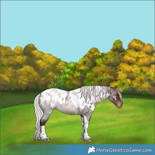 Horse Color:Silver Brown Roan Tobiano Skewed LP Spotted 