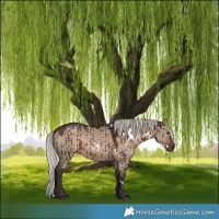 Horse Color:White Spotted Silver Brown Dun Rabicano Brindle