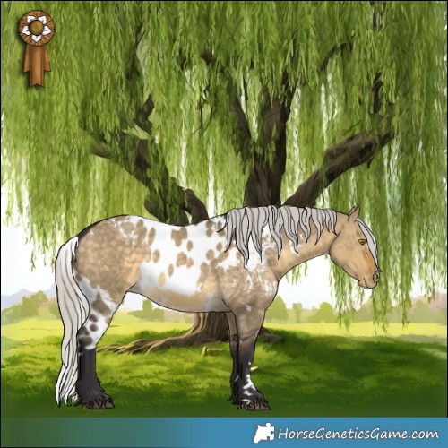 Horse Color:White Spotted Silver Buckskin Dun Skewed Appaloosa