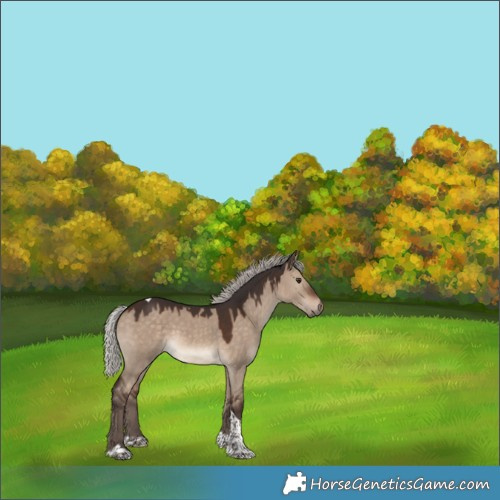 Horse Color:Silver Brown Dun Tobiano