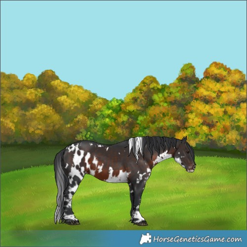 Horse Color:White Spotted Brown Skewed Appaloosa 