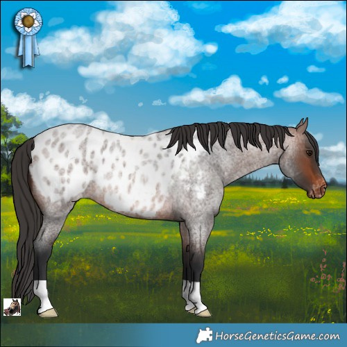 Horse Color:Brown Roan Appaloosa Rabicano 