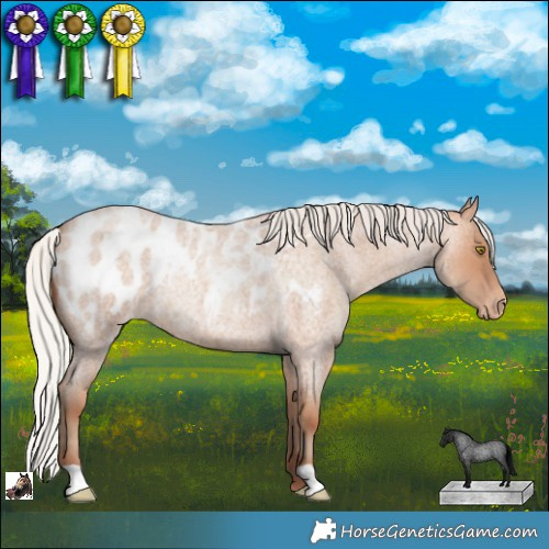 Horse Color:Silver Sable Champagne Roan Appaloosa Rabicano 