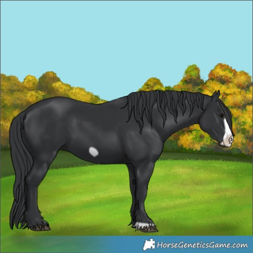 Horse Color:Black Frame 