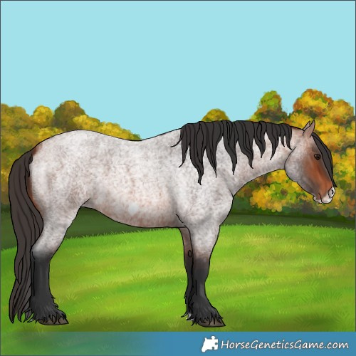 Horse Color:Bay Roan Frame 