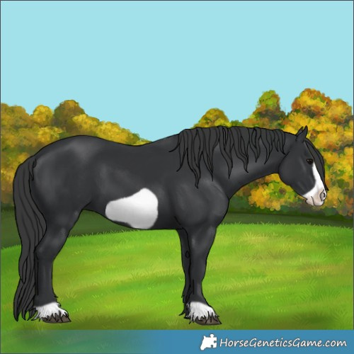 Horse Color:Black Frame 